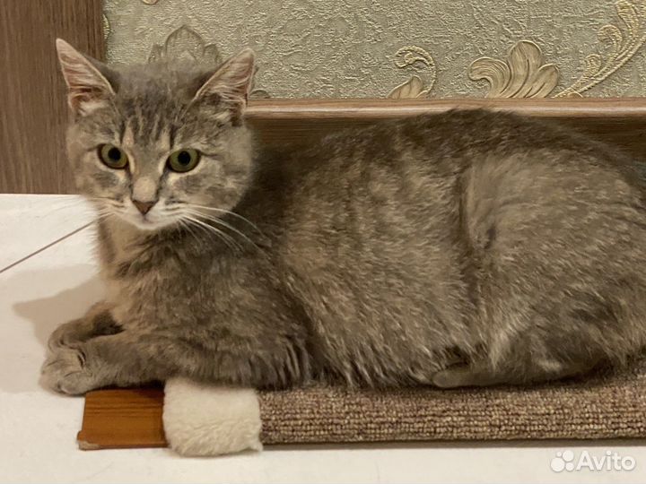 Кошка в дар