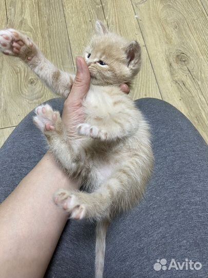 Рыжий котенок мальчик