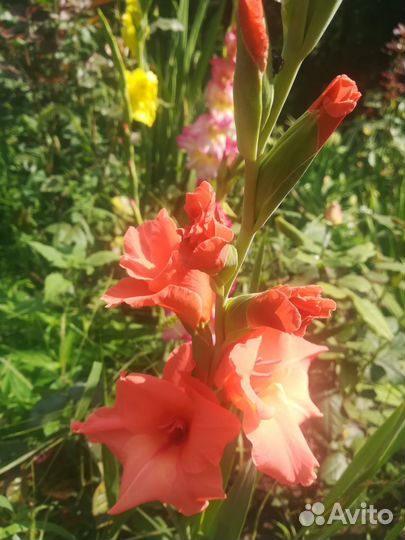 Детка гладиолуса