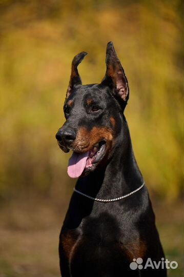 Собака для фотосессий