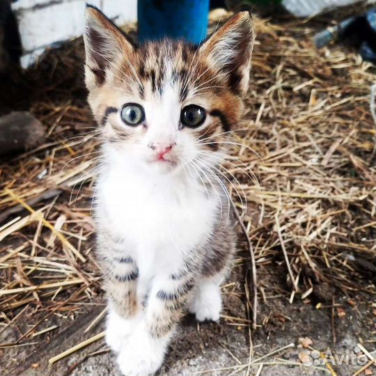 Дворянская