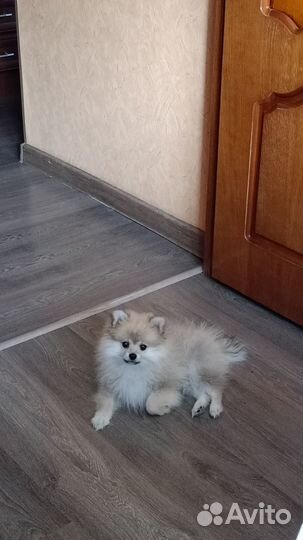 Щенки шпица