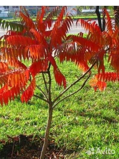 Саженцы сумах оленерогий