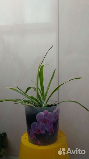 Хлорофитум