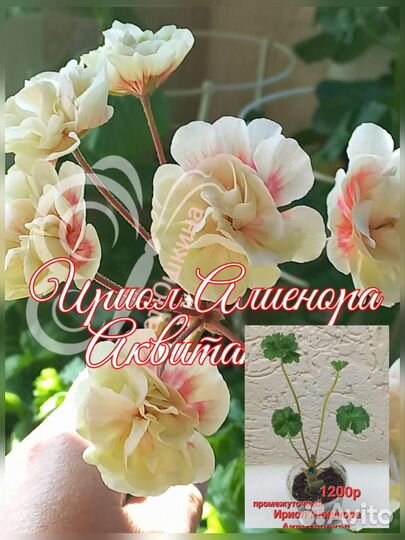 Пеларгонии сортовые