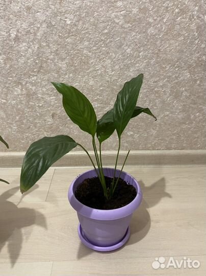 Спатифиллум- женское счастье