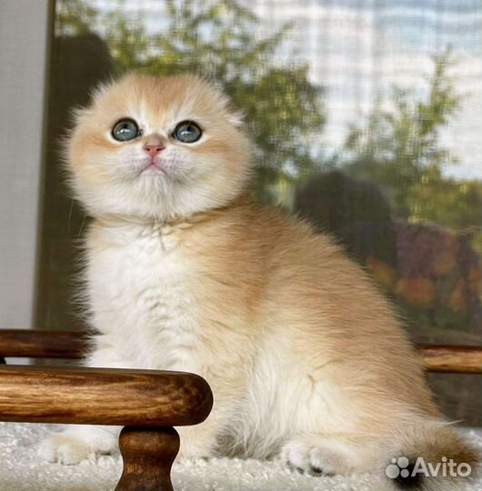 Шотландская вислоухая кошка ny12