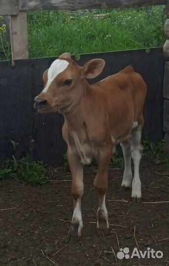 Джерсейская корова