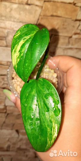 Филодендроны сортовые