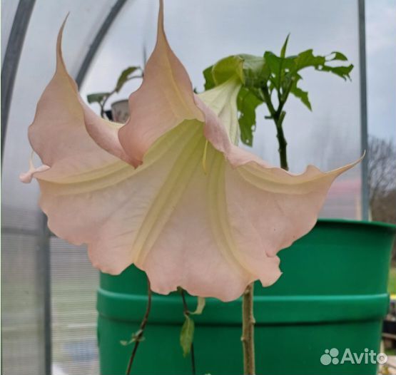 Бругмансия