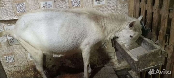 Козел. Доставка