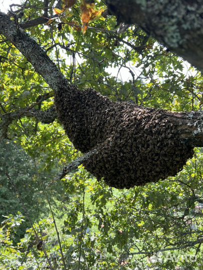 Мёд оптом, отправляем ТК