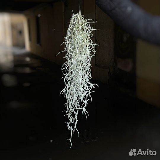 Тилландсия