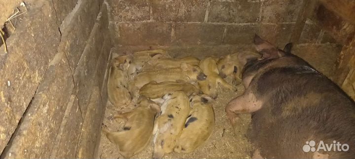 Поросята
