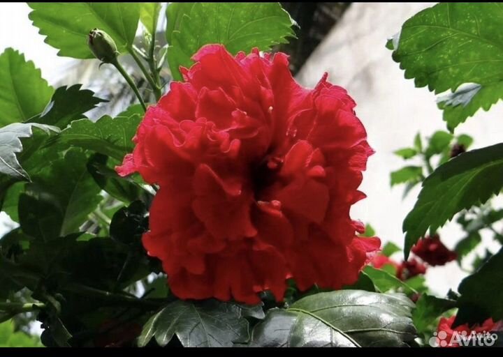Гибискус,китайская роза. Красный махровый