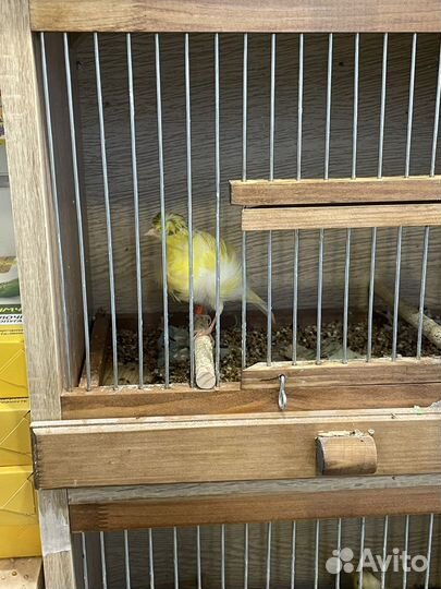 Канарейки и Кенара поющие