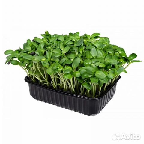 Микрозелень