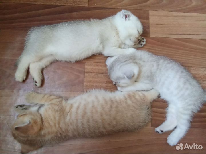 Котята породистые