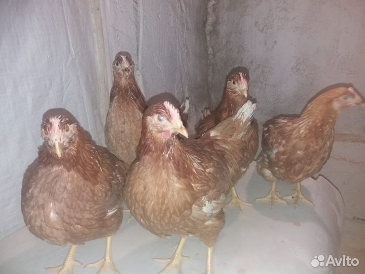 Молодка-несушка