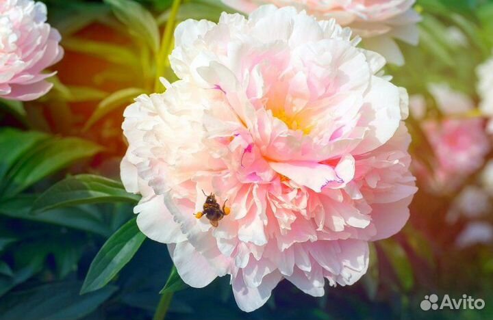 Пион Розовое облако