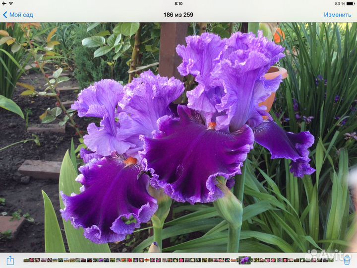 Ирисы сибирские, щетинистый, луизеанский, злаковид