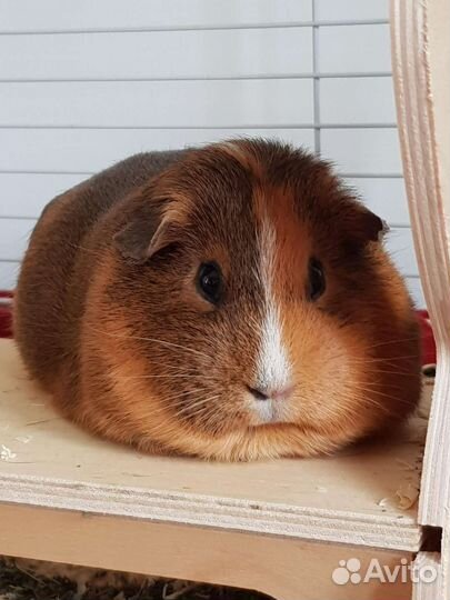 Морские свинки