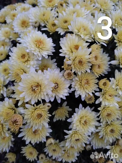 Хризантема Мультифлора