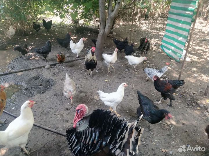 Птичий двор