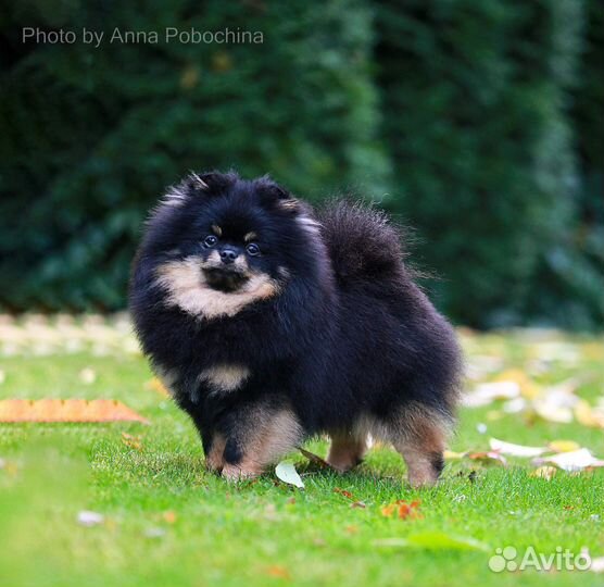 Мини Померанский шпиц щенки кобели