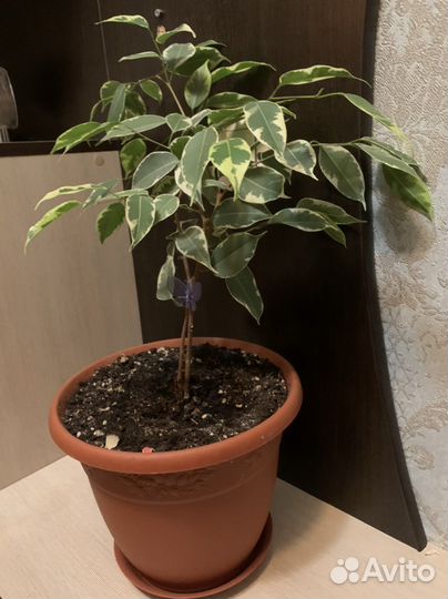 Фикус бенджамина пестролистный