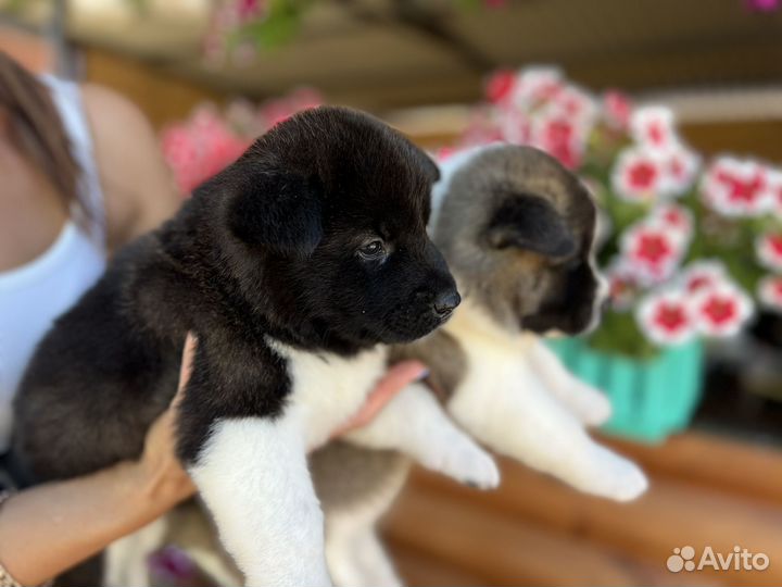 Щенки американской акиты