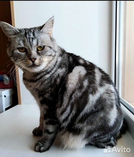 Кошечка Маня