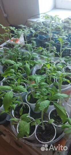 Рассада помидор