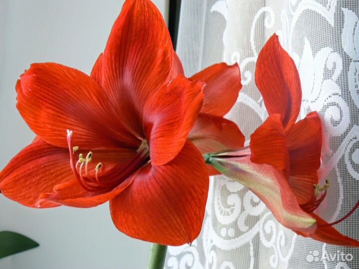 Гиппиаструм