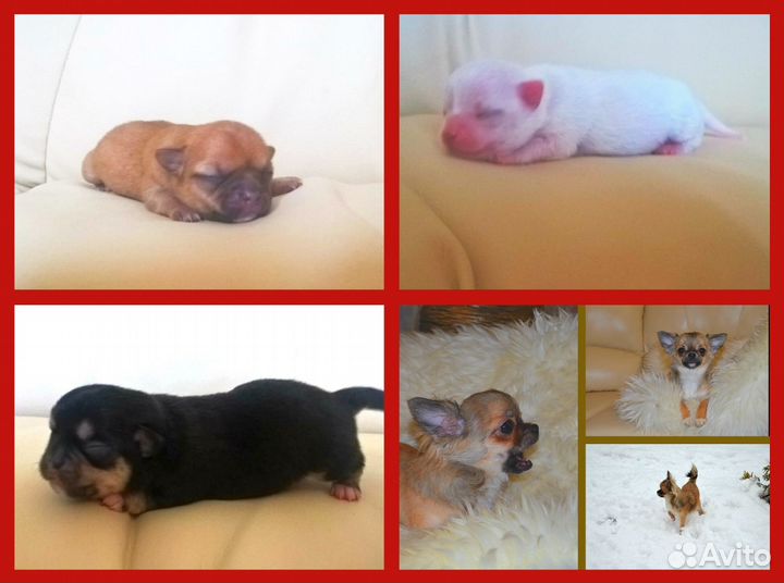 Кобель для вязки