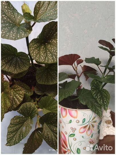 Цветочки разные, цена договорная