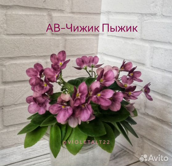Сортовые фиалки мини