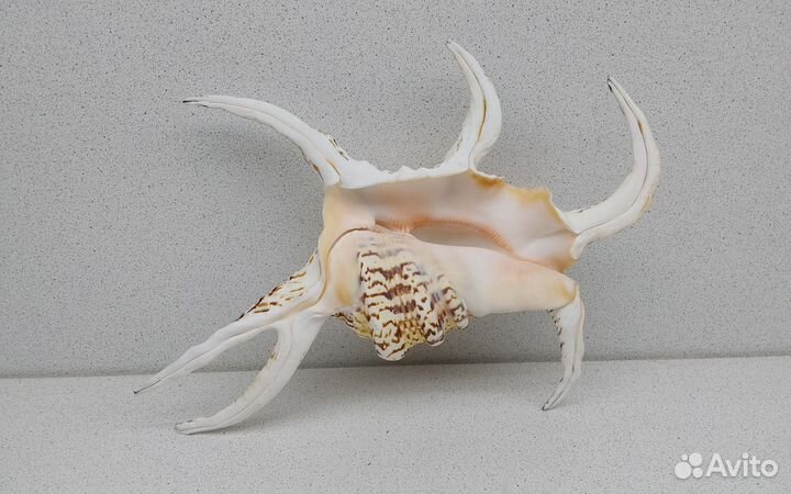 Ламбис Ширагра 25 морская ракушка раковина