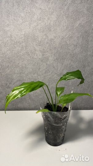 Спатифиллум