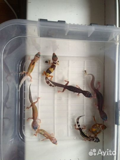 Малыши эублефаров