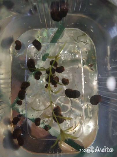 Улитки катушки. Бесплатно