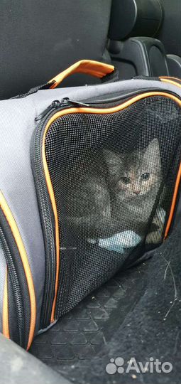 Котёнок(кошечка) в добрые руки