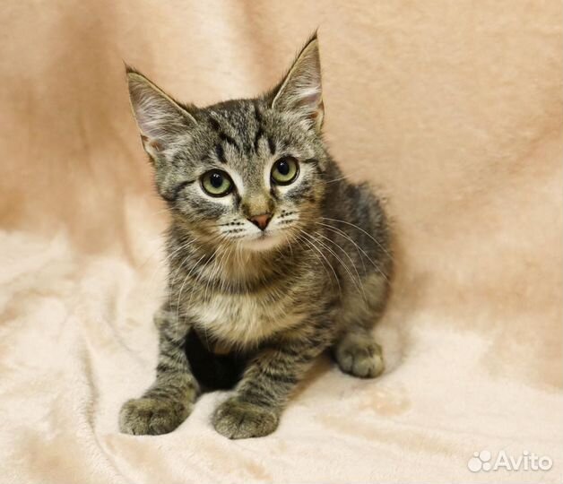 Котята в добрые руки бесплатно