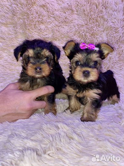 Йоркширский терьер