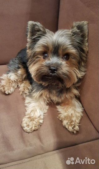 Йоркширский терьер девочка