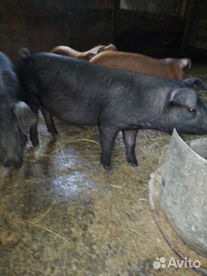 Поросята дюрок
