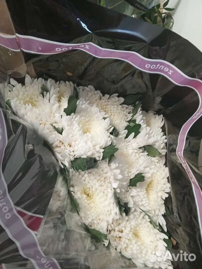 Хризантема одноголовая