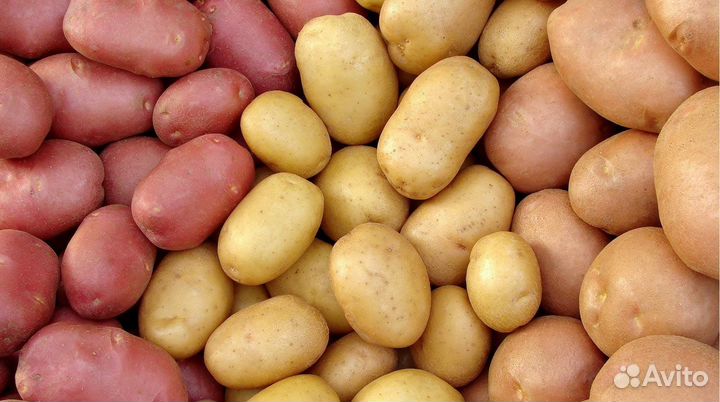 Продам картофель едовой