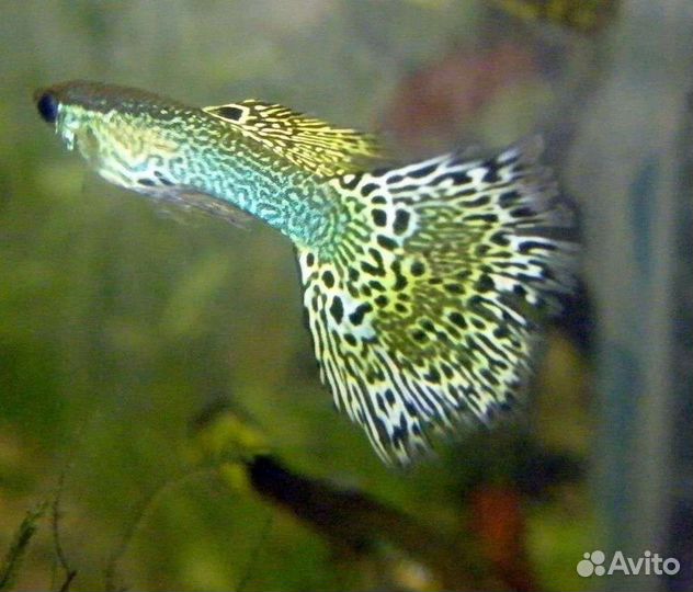 Гуппи, акара бирюзовая, креветки