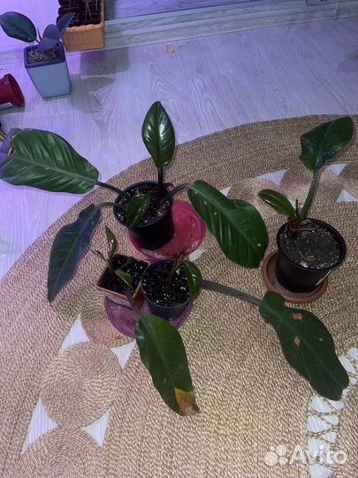 Филодендрон империал ред